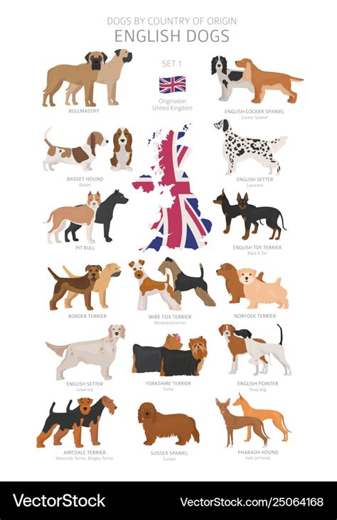 31 English Dog Breeds: Dogs Native to England (With Info.